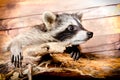 Curious raccoon Royalty Free Stock Photo