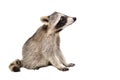 Curious raccoon, side view Royalty Free Stock Photo