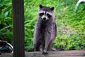Curious raccoon standing on stair Royalty Free Stock Photo
