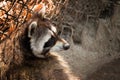 Curious Raccoon Royalty Free Stock Photo