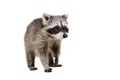 Curious raccoon walking Royalty Free Stock Photo