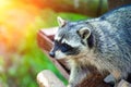 Curious Raccoon & x28;Procyon lotor& x29;, also known as the North American raccoon Royalty Free Stock Photo