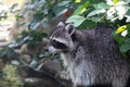 Curious racoon during the daytime Royalty Free Stock Photo