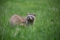 Curious racoon