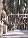 Curious racoon - Yucatan Royalty Free Stock Photo