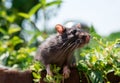 Curious rat pet walks in the garden Royalty Free Stock Photo