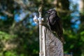 Curious Raven Looking For Water