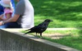 Curious raven near sitting people
