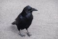 A Curious Raven