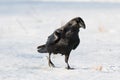 A curious raven walking on snow