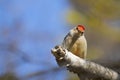 Curious Red-bellied Woodpecker on Branch Royalty Free Stock Photo
