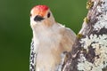 Curious Red-Bellied Woodpecker Making Direct Eye Contact Royalty Free Stock Photo