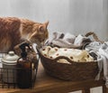 A curious red cat, a basket of clothes, laundry supplies on a wooden bench Royalty Free Stock Photo