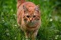 Curious red cat explores outdoor surroundings with attentive gaze