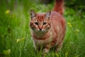 Curious red cat explores outdoor surroundings with attentive gaze