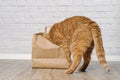 Curious red cat stuck his head inside a paper bag. Royalty Free Stock Photo