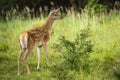 Curious red deer calf exploring green nature in summertime. Royalty Free Stock Photo