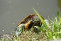 Curious red-eared slider turtle coming to land getting out of a pond