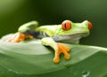 Curious red eyed green tree frog, costa rica Royalty Free Stock Photo