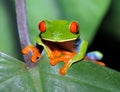 Curious red eyed green tree frog, costa rica