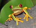 Curious red eyed green tree frog, costa rica