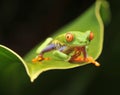 Curious red eyed green tree frog looking at camera