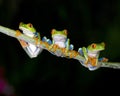 Curious red eyed green tree frogs , costa rica