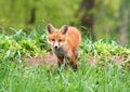 Curious Red Fox Kit