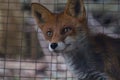 Curious red fox looking ahead Royalty Free Stock Photo