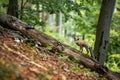 Curious red fox standing on a fallen tree trunk in summer forest Royalty Free Stock Photo