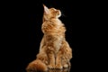 Curious Red Maine Coon Cat Looking up Isolated on Black Royalty Free Stock Photo