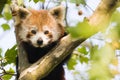 Curious red panda Royalty Free Stock Photo