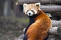 Curious red panda bear Royalty Free Stock Photo