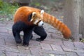 Curious red panda bear Royalty Free Stock Photo