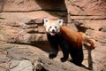 Curious red panda is a small bear cat native to China