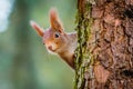 Curious red squirrel peeking behind the tree trunk Royalty Free Stock Photo