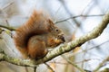 Curious red squirrel biting cone on branch in autumn nature. Royalty Free Stock Photo