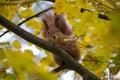 Curious red squirrel sits on a tree among the yellow leaves