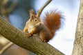 Curious red squirrel sitting on tree in autumn nature. Royalty Free Stock Photo