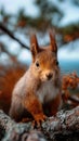 Curious red squirrel standing on tree branch in forest Royalty Free Stock Photo