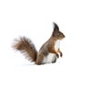 Red young squirrel standing on snowy ground Royalty Free Stock Photo