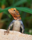 curious redhead agama on a wall Royalty Free Stock Photo