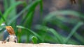 curious redhead agama on a wall Royalty Free Stock Photo