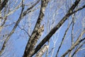 Curious Redheaded Woodpecker