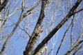 Curious Redheaded Woodpecker