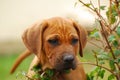 Curious Rhodesian puppy