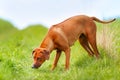 Curious rhodesian ridgeback dog