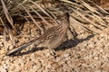 Curious Roadrunner