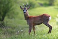 curious roe deer buck in natural habitat Royalty Free Stock Photo