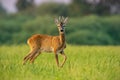 Curious roe deer buck in summer at sunset watching with one leg lifted Royalty Free Stock Photo